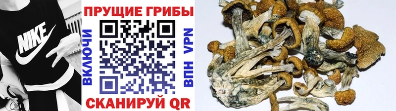 Галлюциногенные грибы Psilocybine cubensis  Заозёрск 